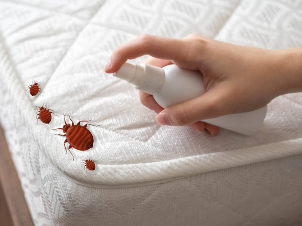 Best Residential Pest Control  in Fairbanks Ranch, CA